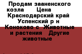 Продам зааненского козла .  › Цена ­ 6 000 - Краснодарский край, Успенский р-н, Коноково с. Животные и растения » Другие животные   